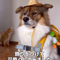 お散歩へ再チャレンジ♪