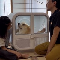 人を見上げる犬