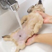 洗面台から抱き上げられる子犬