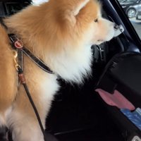 横を向いて座る犬