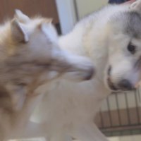 ワンプロが勃発！！