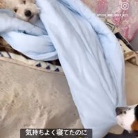 小型犬がくるまっているタオルケットの端を咥えて引っ張る大型犬