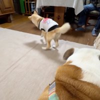 床の上を歩き回る犬