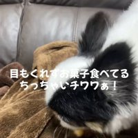 お菓子に夢中な犬