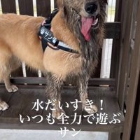 泥だらけの犬