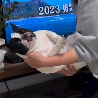 小型犬を抱える飼い主