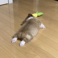 ぬいぐるみ