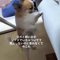 前足を伸ばしてソファをかく犬