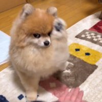 顔の横につくくらい前足を高くあげる犬
