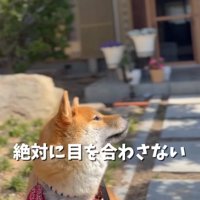 目を合わせないうみくん