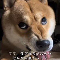 歯をむき出しておやつを食べる犬