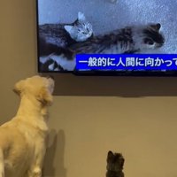 テレビを見る2匹1