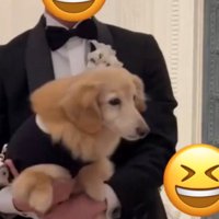 抱っこされる犬