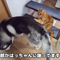 「ごめんなさい」と背中にタッチ
