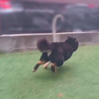「捕まってたまるか！」とダッシュ
