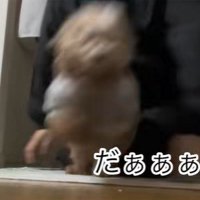 ちびちゃんのお出迎え8