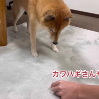 大好物のカワハギを活用