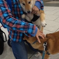 ナラちゃん＆ソラくんとママの再会5