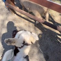 地面に寝転がる