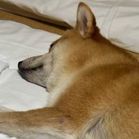 目を瞑って熟睡中の柴犬