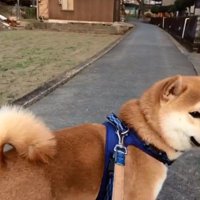 電車に気付かないあお君
