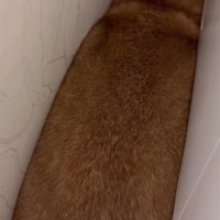 洗濯機と壁の間に挟まって食パンのようになっている犬