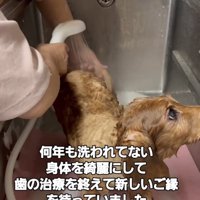 体を洗ってもらう犬