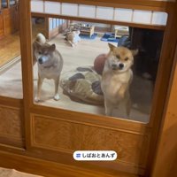 しばお君は引き気味？