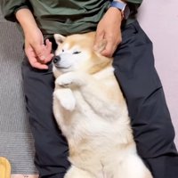 足が動くここちゃん