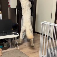 ソラちゃんの熱烈歓迎3