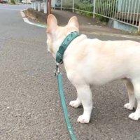 散歩中に遠くを見つめ始める犬