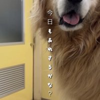 診察台でこちらを見る犬