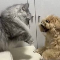 じゃれ合いっ子