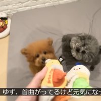 おもちゃを見ると大喜び♪