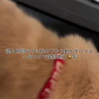 クレートのそばを横切る子犬