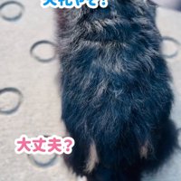 小学生に囲まれる超大型犬