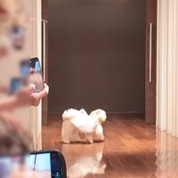 リングドッグに挑戦するつぶちゃん3