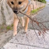 昨日捨てた枝を、もう一度ゲット