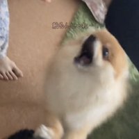 前脚を上げる犬