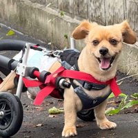 これからも元気にお散歩を楽しんでね♪