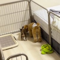 部屋の隅で地面を見ている2匹の犬
