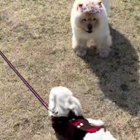 小型犬を煽るこまめちゃん
