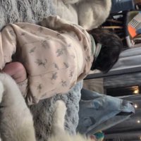 赤ちゃんとオスの犬を遠くから見つめるメスの犬