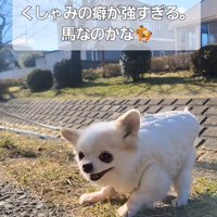 たねちゃんのくしゃみ4