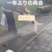 鳴き声を上げる犬