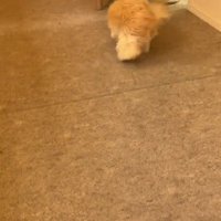 トリマーさんが来た！！