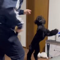ジャンプするベルちゃん