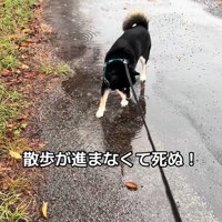 水たまりに興味津々のくろまめ君5