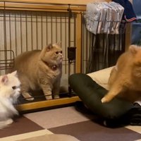 その場を離れるわんこ