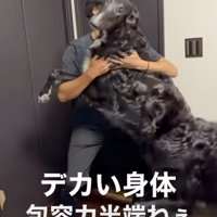ボルゾイを受け止めるパパ